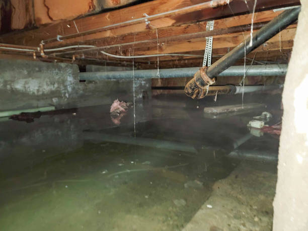 Best Flood restoration services  in La Riviera, CA
